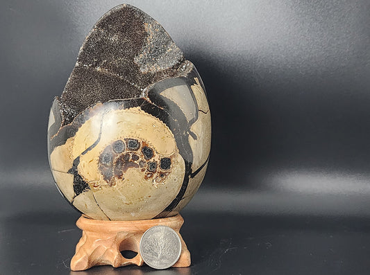 Egg - Druzy Septarian Dragon Egg Geode Ammonite - 144x102mm/5.7"x4"