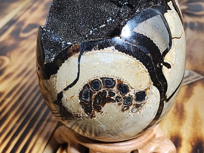 Egg - Druzy Septarian Dragon Egg Geode Ammonite - 144x102mm/5.7"x4"